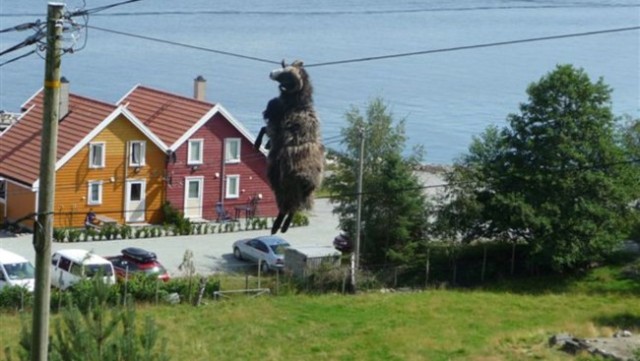 Norwegian Sheeps hanging around