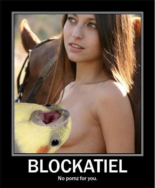 porn-blocker-parrot.jpg